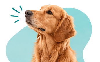 dog with colour background